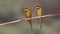 Blue Tailed Bee Eater family.