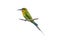 Blue-tailed bee-eater isolated perching on a perch