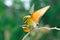 Blue-Tailed Bee Eater Mating