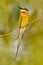 Blue-tailed Bee-eater Merops philippinus perching on twig, green and blue background, near to Yala National Park, Sri Lanka. Beaut