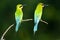 Blue-tailed bee-eater pair