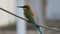 Blue-tailed bee-eater perched on wire