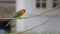 Blue-tailed bee-eater perched on wire