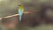 Blue Tailed Bee Eater With prey