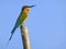 Blue-tailed Bee-eater sitting on post