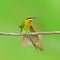 Blue tailed bee-eaters bird