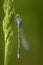 Blue-tailed Damselfly