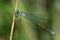 Blue Tailed Damselfly