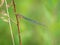 Blue-tailed Damselfly, female, Ischnura elegans, rufescens-obsoleta colouration on seedhead.