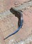 Blue Tailed Skink