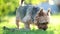 Blue and tan Australian terrier dog walking in back yard on bright summer day