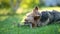 Blue and tan Australian terrier dog walking in back yard on bright summer day