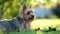 Blue and tan Australian terrier dog walking in back yard on bright summer day