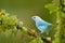 Blue tanager in green vegetation. Beautiful bird on the branch. Blue-gray Tanager, exotic tropic blue bird form Costa Rica. Wildli