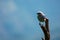 Blue Tanager standing on a piece of wood, Colombia