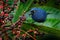 Blue tanager with yellow eye, Sumaco, Ecuador. Deep-blue Flowerpiercer, Diglossa glauca, feeding fruits on the tree. Golden-eyed