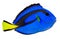 Blue Tang