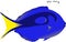 Blue Tang