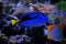 Blue Tang