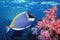 Blue Tang on coral reef