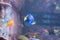 Blue tang fish also known as Paracanthurus hepatus is a species of Indo-Pacific surgeonfish, swimming in fish tank aquarium