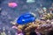 Blue tang fish also known as Paracanthurus hepatus is a species of Indo-Pacific surgeonfish, swimming in fish tank aquarium