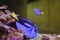 Blue tang fish with neon lights swimming underwater on a fish tank