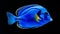 Blue Tang Fish Swimming In Vibrant Colors