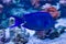 Blue tang surgeonfish Acanthurus coeruleus from the tropical waters of Caribbean sea