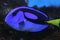 Blue Tang on to aquarium