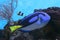 Blue tang on to aquarium