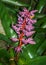 Blue Tango Bromeliad Hybrid Plant