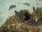 Blue tangs swimming near tube sponges and long spined sea urchin