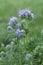 Blue tansy, Phacelia tanacetifolia cowered with dew