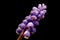 A blue tassel of viper onion flowers mouse hyacinth on a dark background close-up