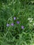 Blue tender bells in the meadow on a blurry background