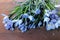 Blue tender iris flowers with long stems on dark wooden table in flower shop.