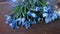 Blue tender iris flowers with long stems on dark wooden table in flower shop.