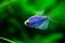 The blue tetra glofish