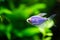 The blue tetra glofish