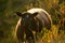 Blue Texel Sheep in Long Grass at Golden Hour