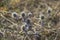 The blue thistle in autumn time. The blue globe thistle blossom flowering and blooming against background