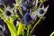 Blue Thistle Bouquet over black background