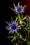 Blue Thistle Bouquet over black background