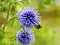 Blue thistle with bumble-bee