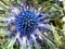Blue Thistle (eryngium) flower close up