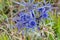 Blue Thistle growing wild in the Gran Sasso National Park