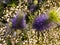 Blue thistle plant.Holly Sea Striking color blue Eryngium