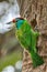 Blue-throated Barbet,