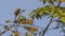 Blue-throated Barbet Eating Seeds